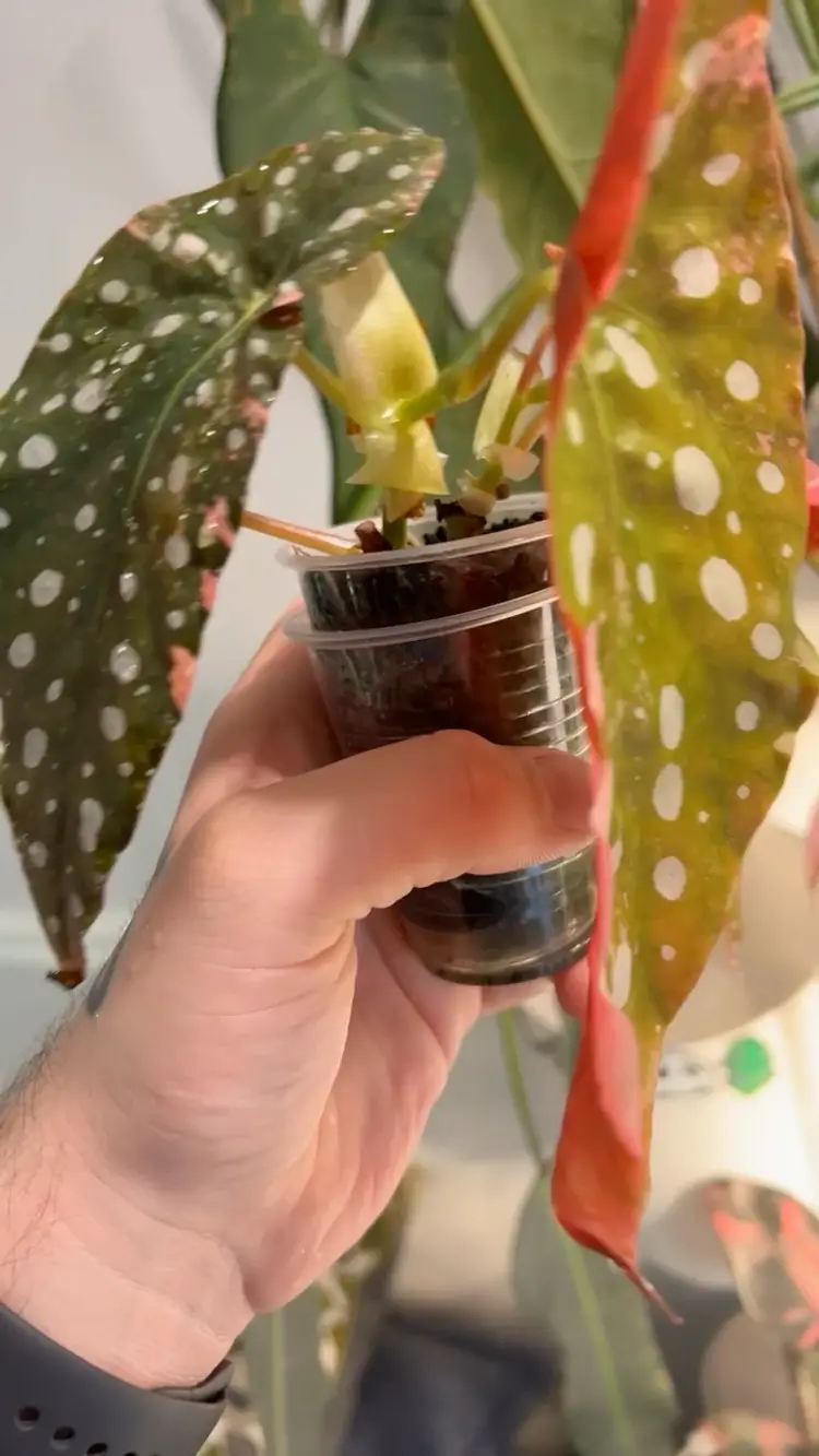 Begonia Maculata Variegated