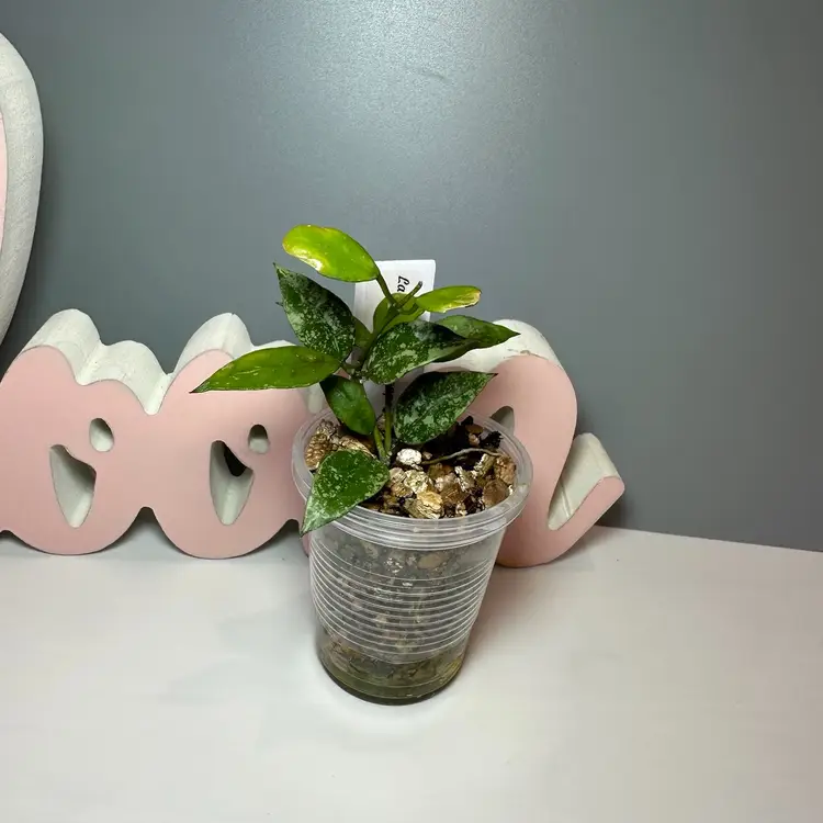 60 Lacunosa ‘Snowcaps’