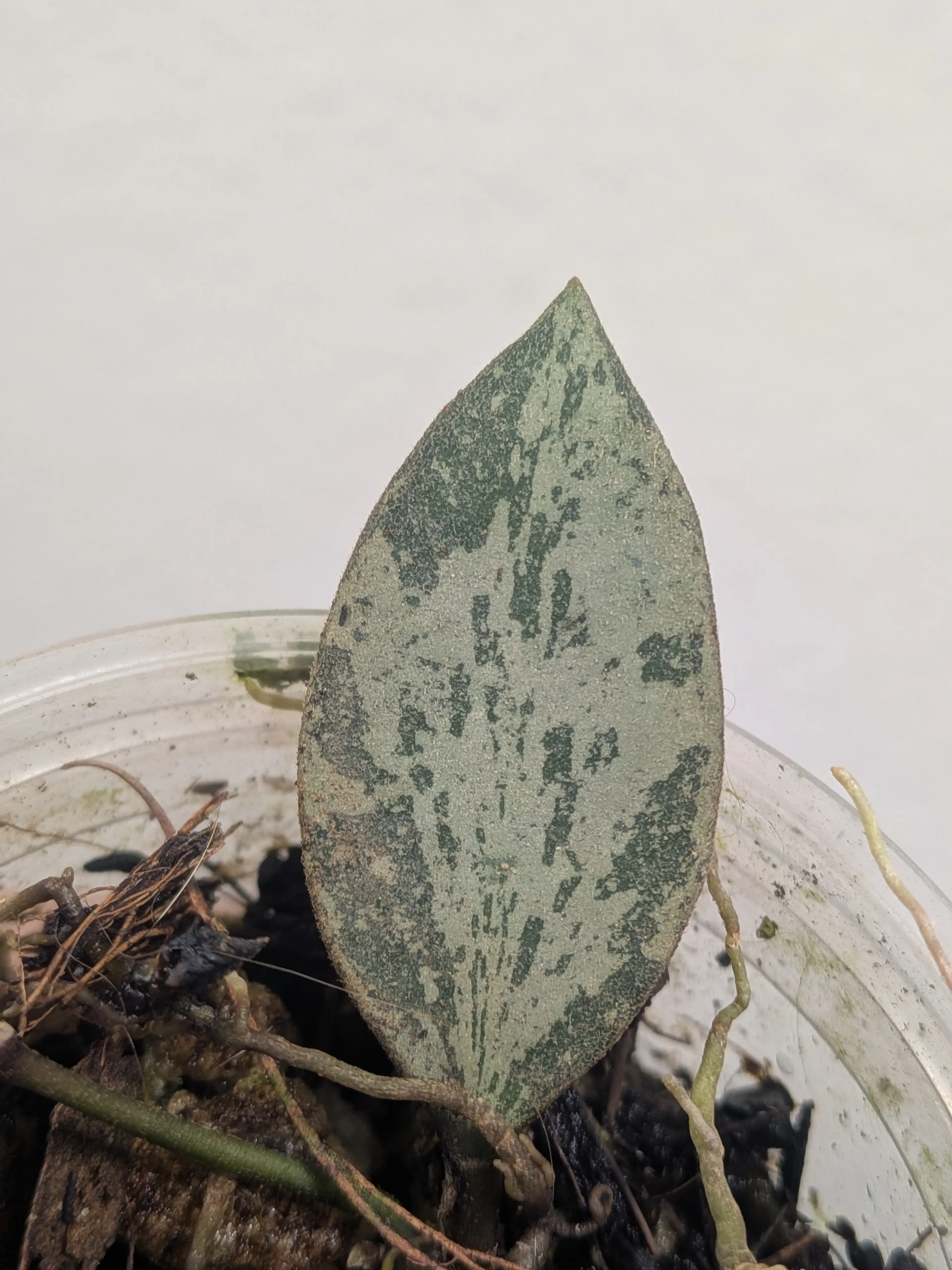 Image 3 of 4