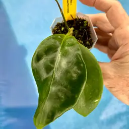 335 Hoya seeds lilac x Hoya mindorensis PG12