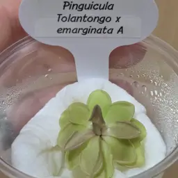 Pinguicula Tolantongo x emarginata A