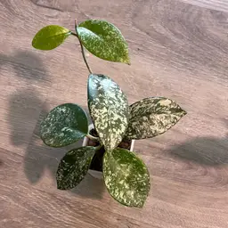 Hoya carnosa ‘Freckles’