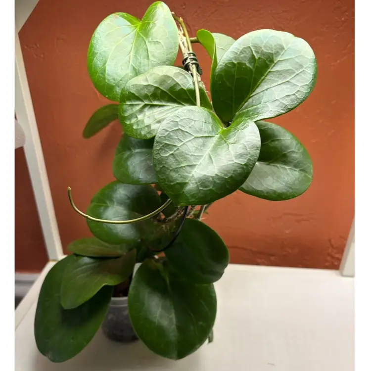 Hoya ‘Rhiannon’ SS 37-03