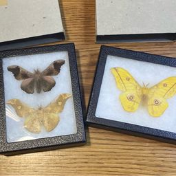 Butterfly Taxidermy Lot In Riker Specimen Lot
