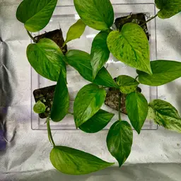 ADD ON - Epipremnum Aureum - Green Scratch *Grower’s Choice*