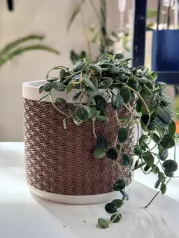 Dual Tone Rattan Hidden Drainage Pot