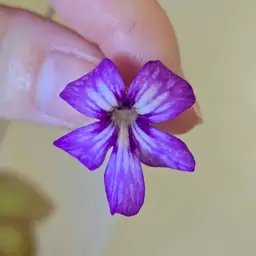 SC-1 Pinguicula moranensis (Santa Catarina Juquila) x agnata (Zimapan)