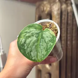 Scindapsus Black Dragon