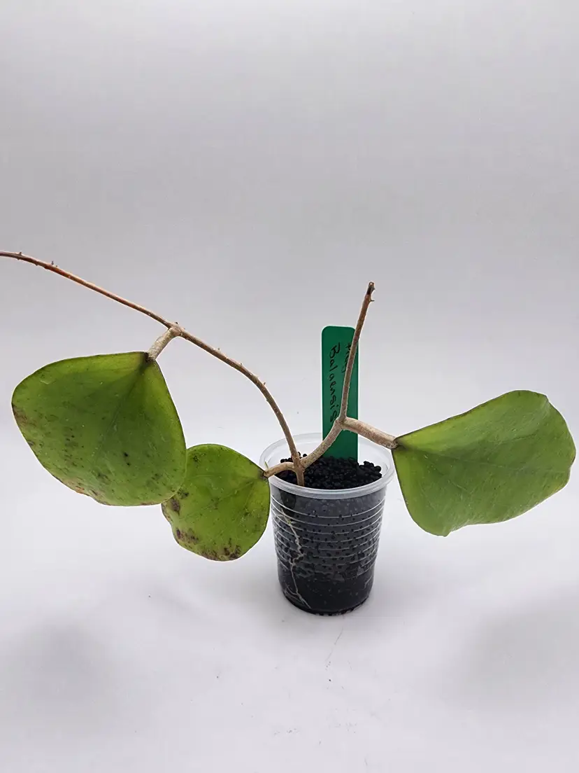 Hoya balaensis