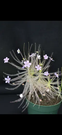 SEEDS Byblis liniflora