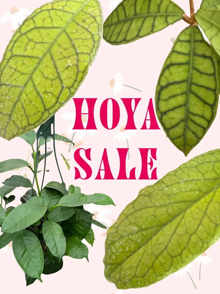 Hoya Sale!