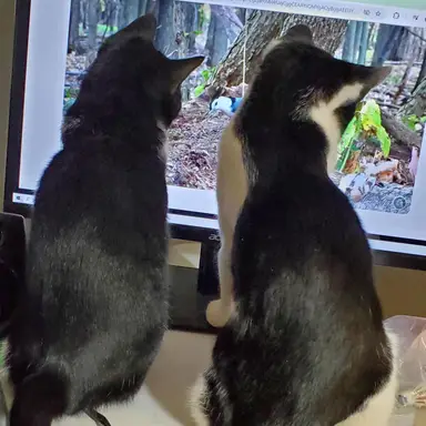 LLB Vintage and Pretties