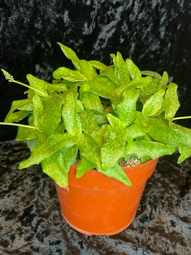 Ledebouria pauciflora