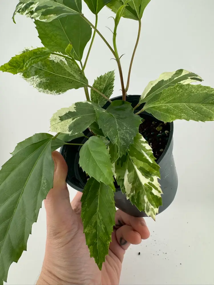 1164 | 4” Variegated Hibiscus Snow Queen