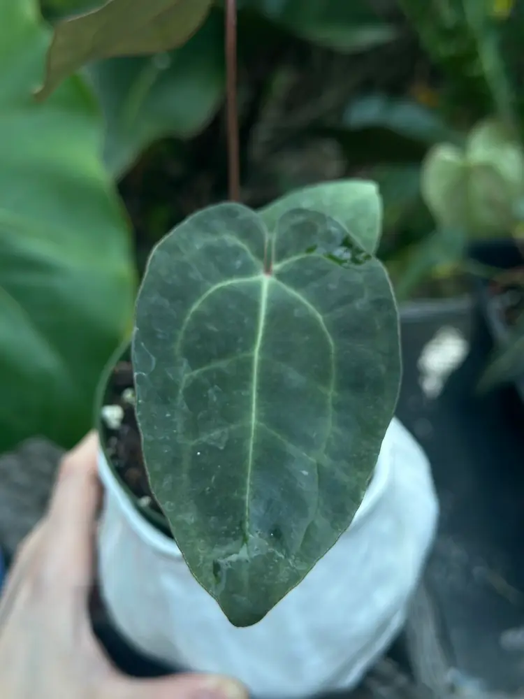 Green AOS X Parrot Feathers