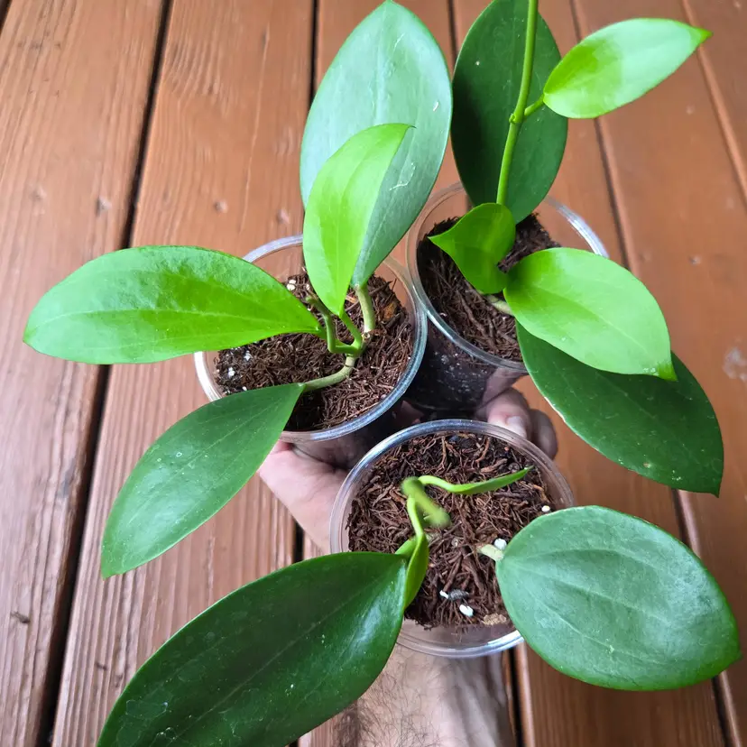 Hoya MB1414 Dark Form (Growers choice)