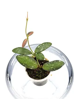 Hoya VL9 variegated + Bonus Cutting