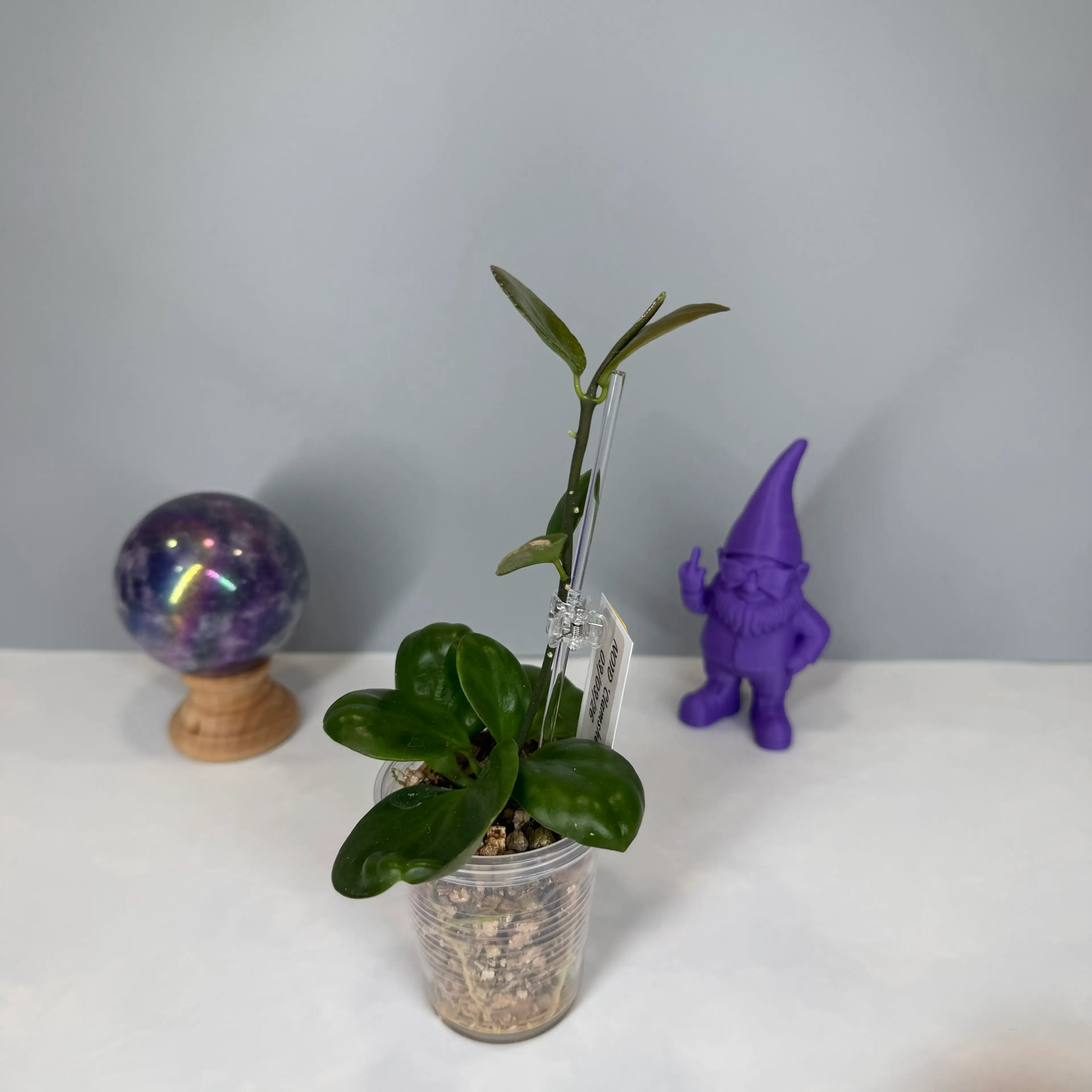 Image 2 of 6