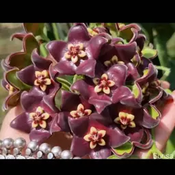 Hoya PNG eriostemma