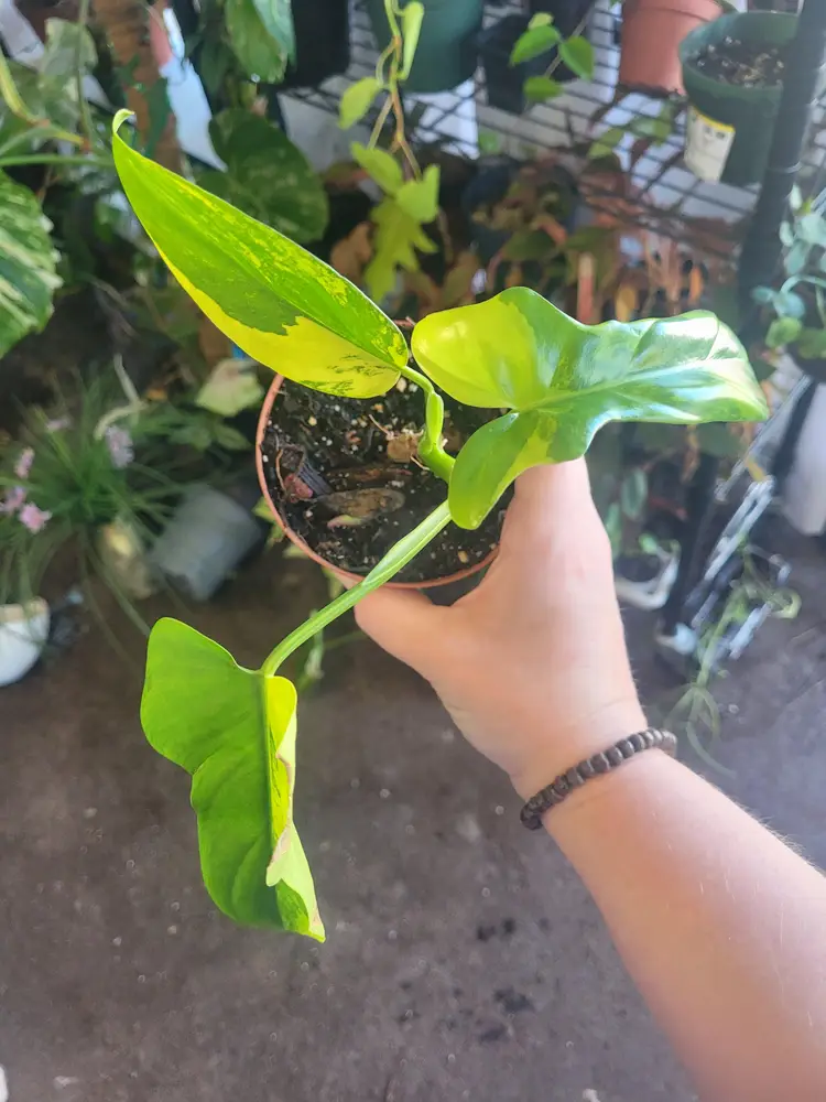 RARE Philodendron Emerald Queen