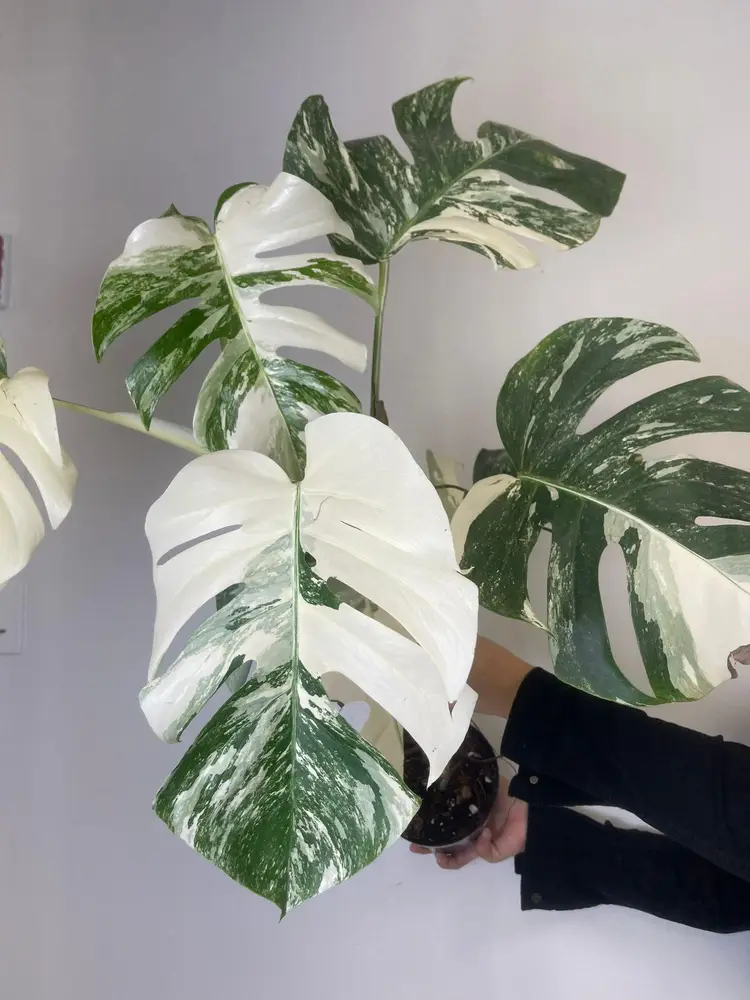 Monstera albo 6” exactly one