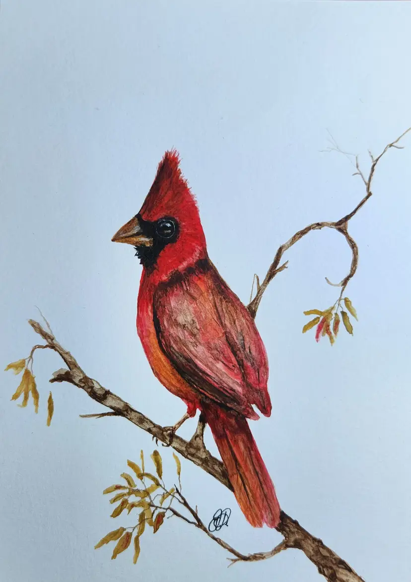 Cardinal Original Watercolor Painting Signed By The Artist 5x7