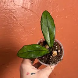 Hoya crassipetiolata (grower’s choice)