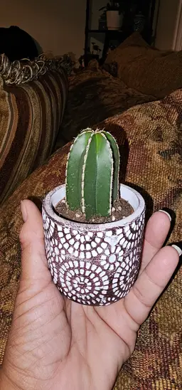 2 inch fence post cactus