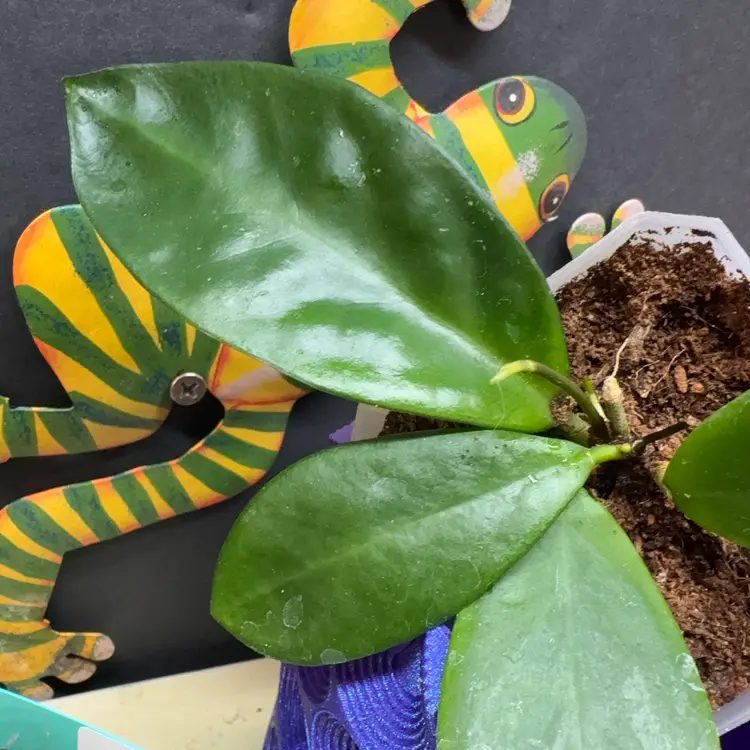 135 mindorensis  Casiguran