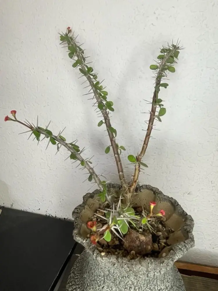 Euphorbia Guillemetii Hybrid