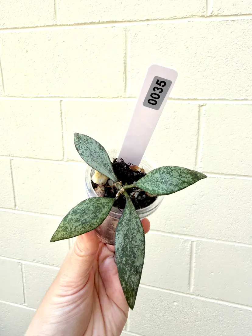 0035 Hoya Parviflora Silver
