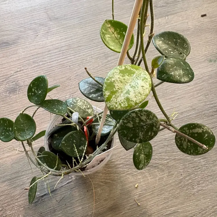 Hoya ‘Mathilde’ (splash)