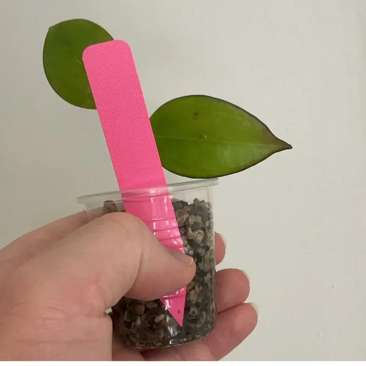 Hoya MB1432 ‘Idaho’ (Pink)