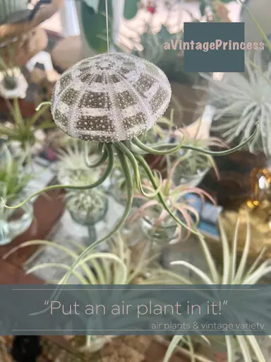 Air Planting! ๐ฟ & vintage variety