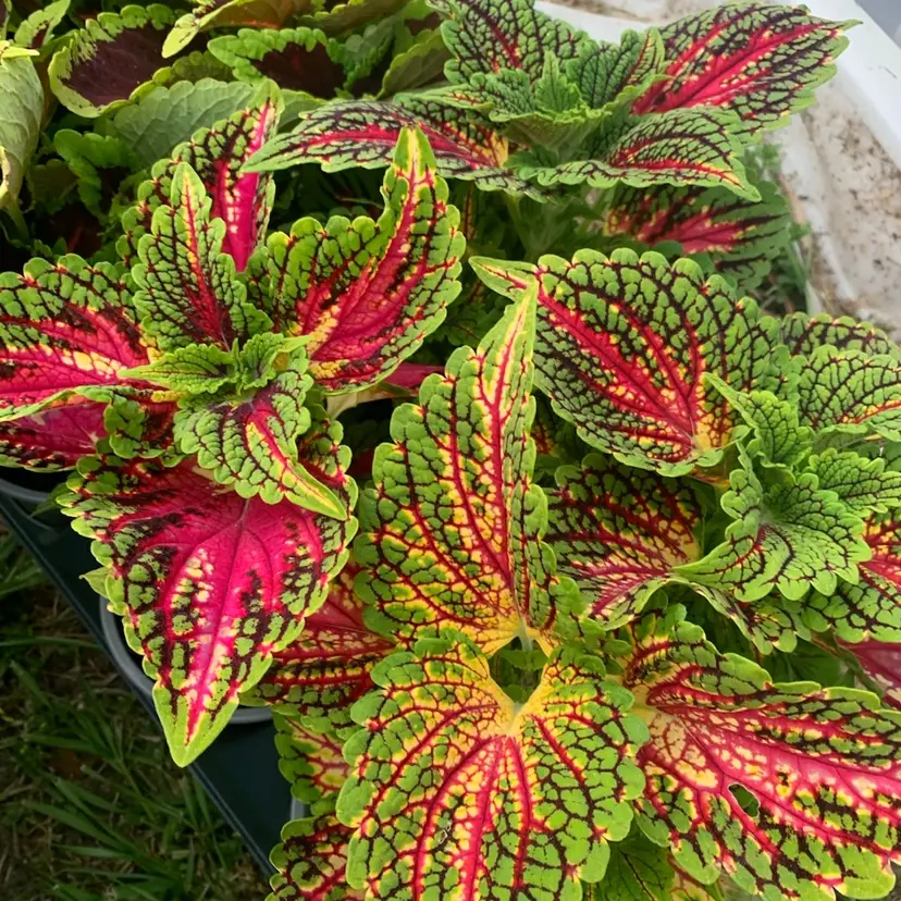Coleus Strawberry