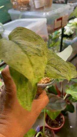 Scindapsus Silver Cloud NOID (Variegated) - Unrooted Cutting