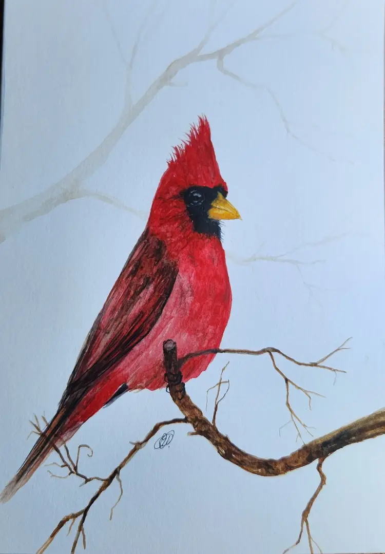 Cardinal Original Watercolor Painting Signed By The Artist 5x7 Free Shipping