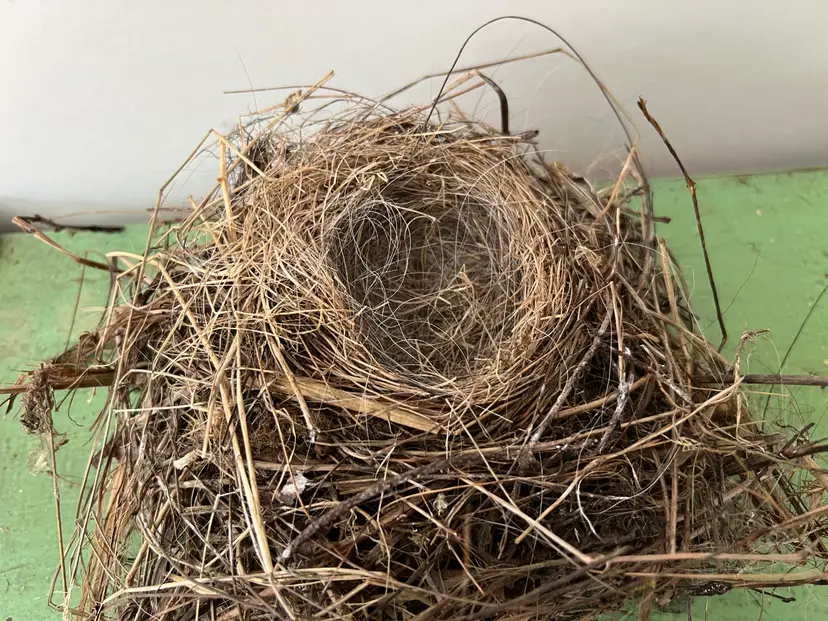Large Natural Birds Nest- Abandoned by Vermont Bird. Natural Home Decor #3