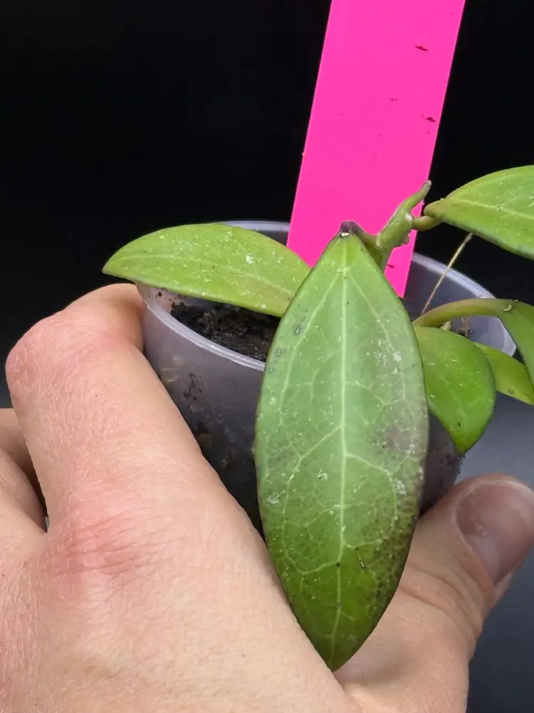**Seedling** Hoya RHM 2507 KZ-08 (AH ‘Black Tiger’ x OP)