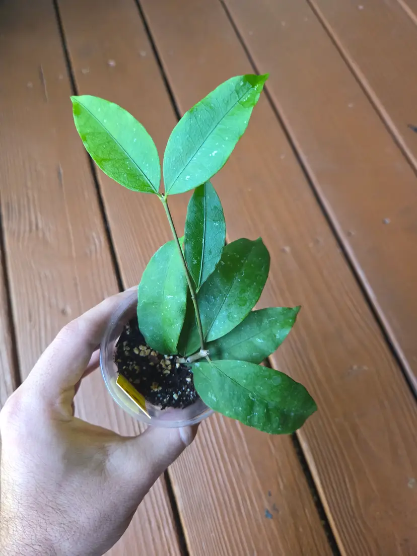 Hoya ALT999/Garut West Java/Tangammus