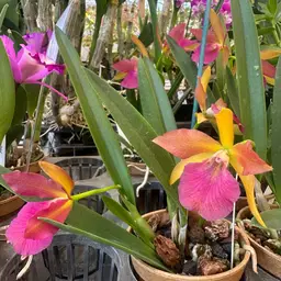 Stlm. Kelly ‘Lea’- 3” Pot