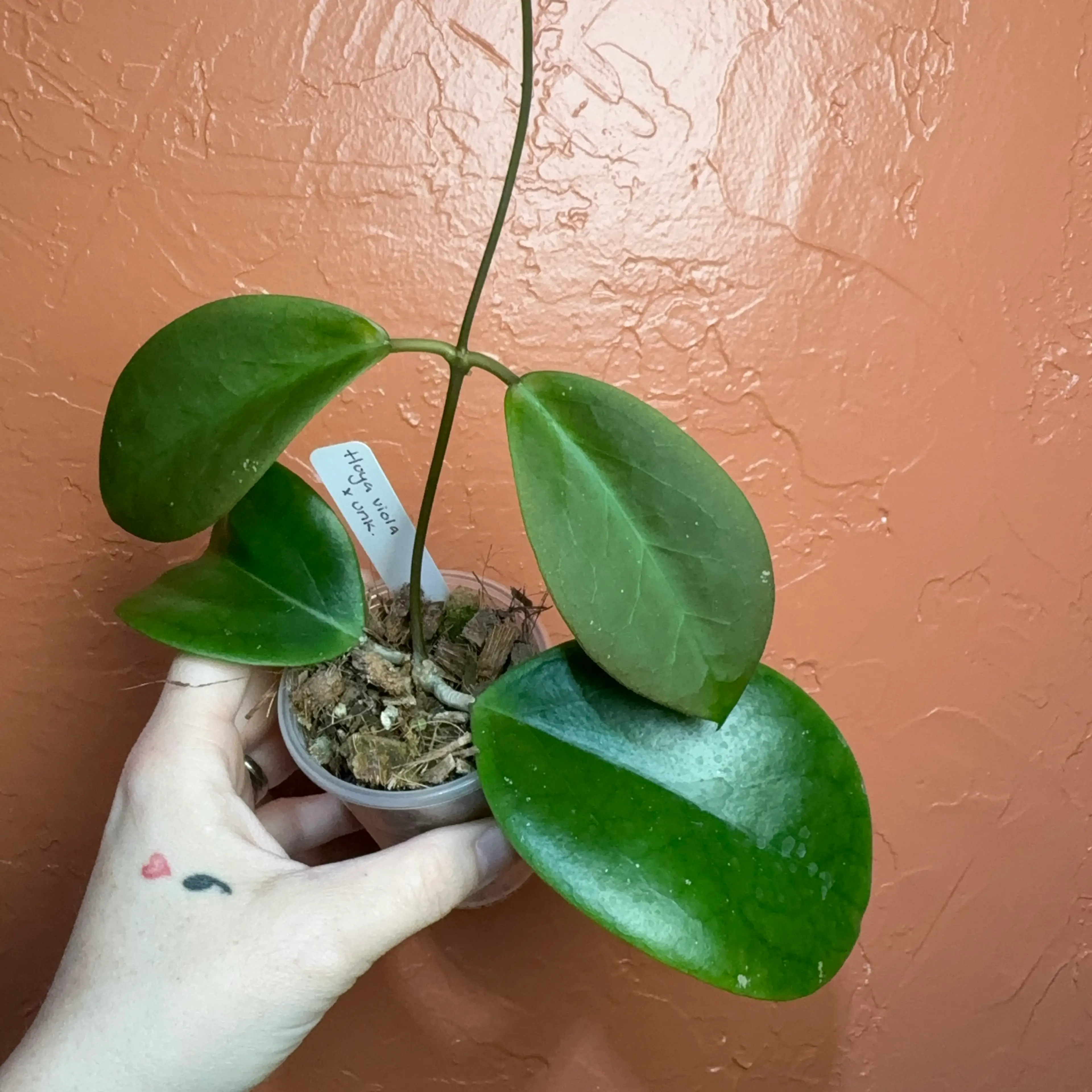 Image 4 of 4