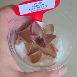 SC-29 Pinguicula Yucca Do 1713 x potosiensis