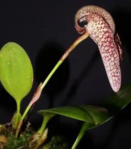 Bulbophyllum fritillarifolium