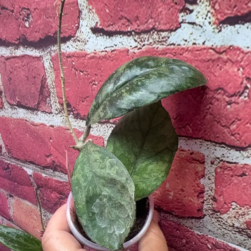 217 Hoya AH 0001