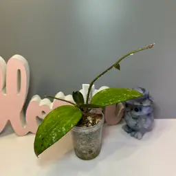 36 ‘Watermelon’ SRPP924-8 (Hanhiae ‘Pink’ x Unk) - Lots of new growth!
Pictures of how this plant has sunstressed under high light for me.