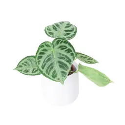 Anthurium Silver Blush x Super Silver