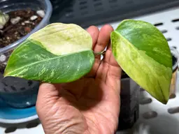 Monstera Aurea