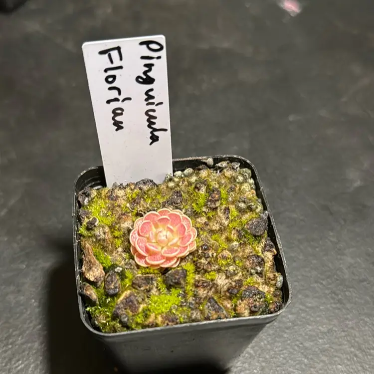 Pinguicula Florian