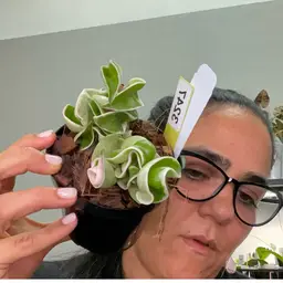 3247 H compacta outer var